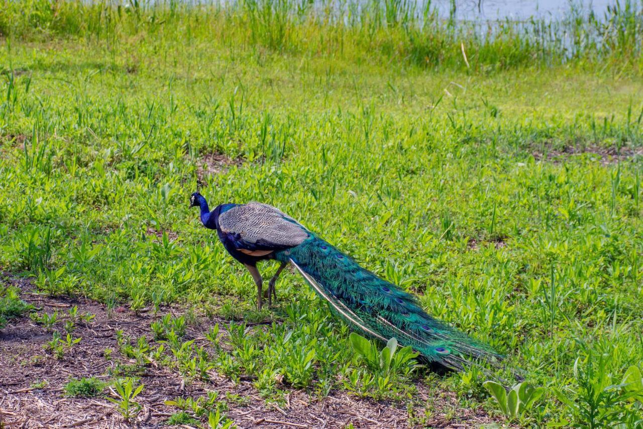 Lakeview & Wildlife Au Gres Luaran gambar